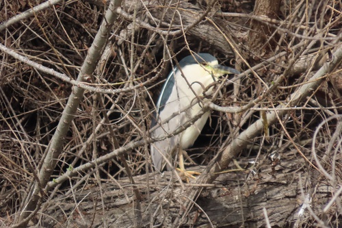 iNaturalist observation photo of Black-crowned Night Heron