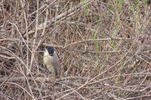 iNaturalist observation photo of Black-crowned Night Heron