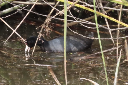 iNaturalist observation photo of American Coot