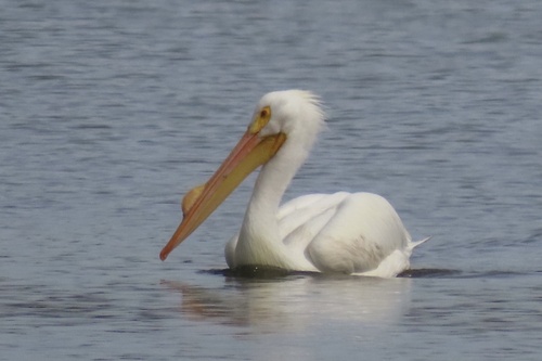 iNaturalist observation photo of American White Pelican