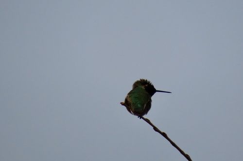 iNaturalist observation photo of Anna's Hummingbird
