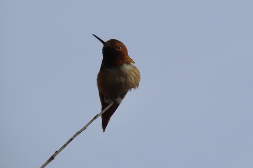 iNaturalist observation photo of Allen's Hummingbird