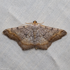 Macaria adonis