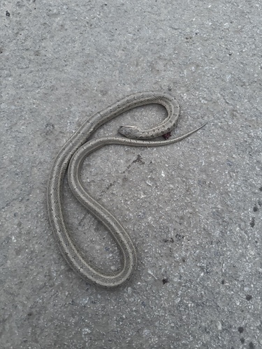Steppe Ratsnake