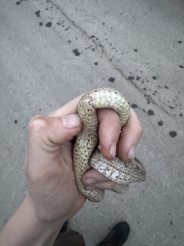 Steppe Ratsnake