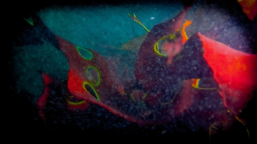 Image of Dilsea carnosa by no rights reserved