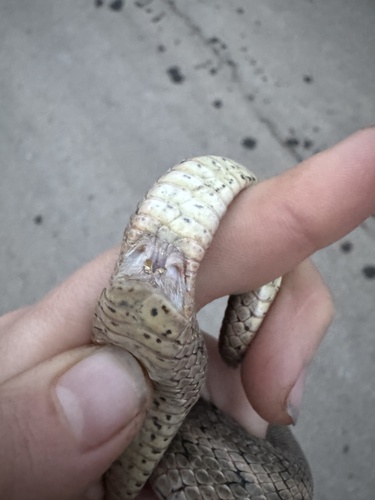 Steppe Ratsnake