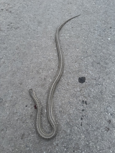 Steppe Ratsnake