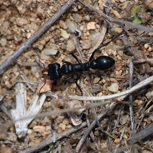 黑暗牛蚁Myrmecia maura
