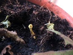 Leucocoprinus birnbaumii image