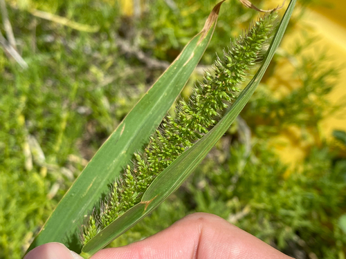 Setaria adhaerens observed 2025-03-16