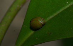 Hemisphaerius