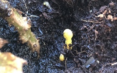 Leucocoprinus birnbaumii image