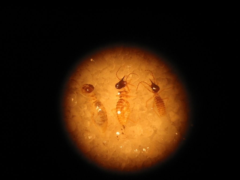 Velocitermes
