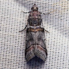 Acrobasis tricolorella