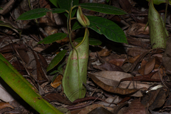 Nepenthes hirsuta