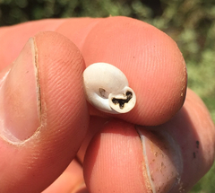 Daedalochila mooreana