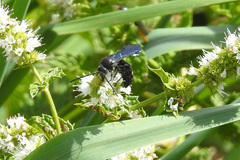 Laeviscolia frontalis