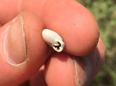 Daedalochila mooreana