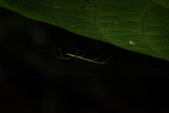Tetragnatha hasselti