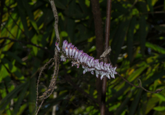 Dendrobium secundum
