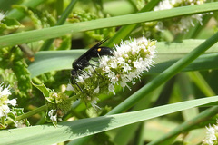 Laeviscolia frontalis