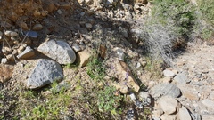 Delphinium parishii subglobosum