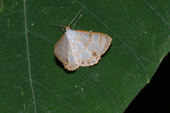 Cassyma sciticincta