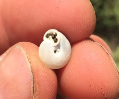 Daedalochila mooreana