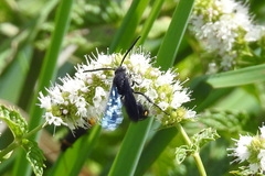 Laeviscolia frontalis