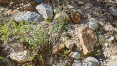 Delphinium parishii subglobosum