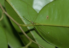 Tetragnatha hasselti