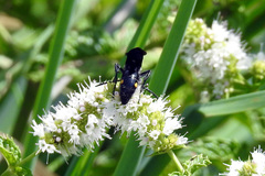 Laeviscolia frontalis