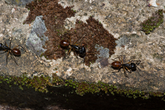 Dinomyrmex gigas borneensis