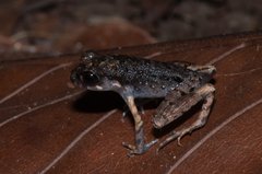 Leptobrachella gracilis