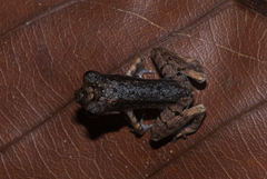 Leptobrachella gracilis