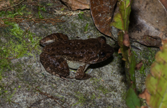 Limnonectes conspicillatus