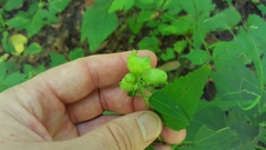 Schizomyia eupatoriflorae