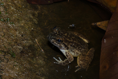 Limnonectes conspicillatus