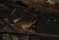 Limnonectes conspicillatus