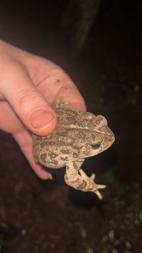 iNaturalist observation photo of Western Toad