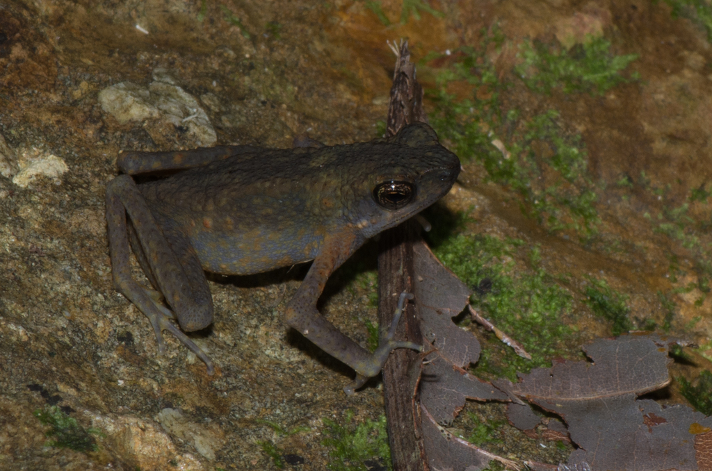 Long-Fingered Slender Toad