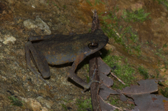 Long-Fingered Slender Toad photo 1