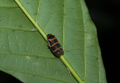 Phymatostetha