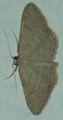 Idaea belemiata