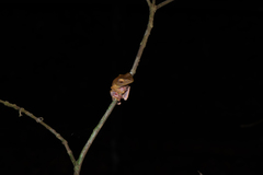 Rhacophorus pardalis