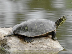 Chrysemys picta bellii