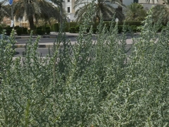 Cornulaca aucheri