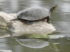 Chrysemys picta bellii