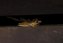 Polypedates otilophus